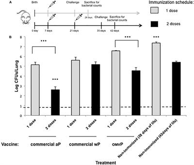 Use of a Neonatal-Mouse Model to Characterize Vaccines and Strategies for Overcoming the High Susceptibility and Severity of Pertussis in Early Life